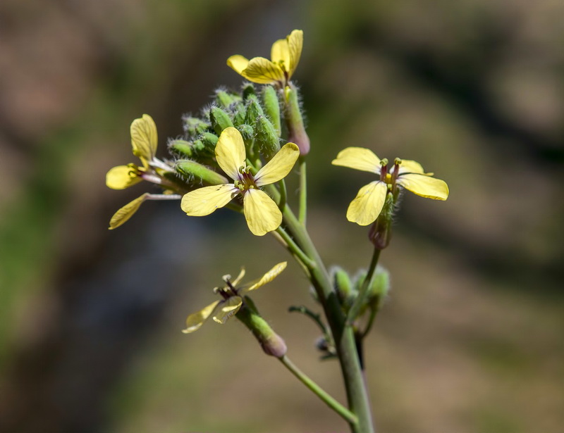 Coincya monensis cheiranthos.12