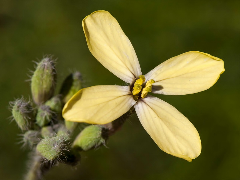 Coincya monensis cheiranthos.13