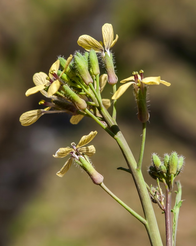 Coincya monensis cheiranthos.14