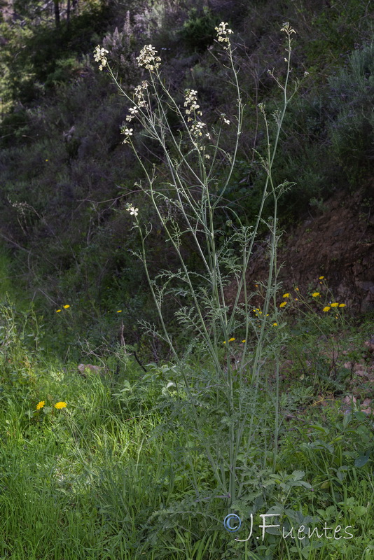 Coincya monensis cheiranthos.19