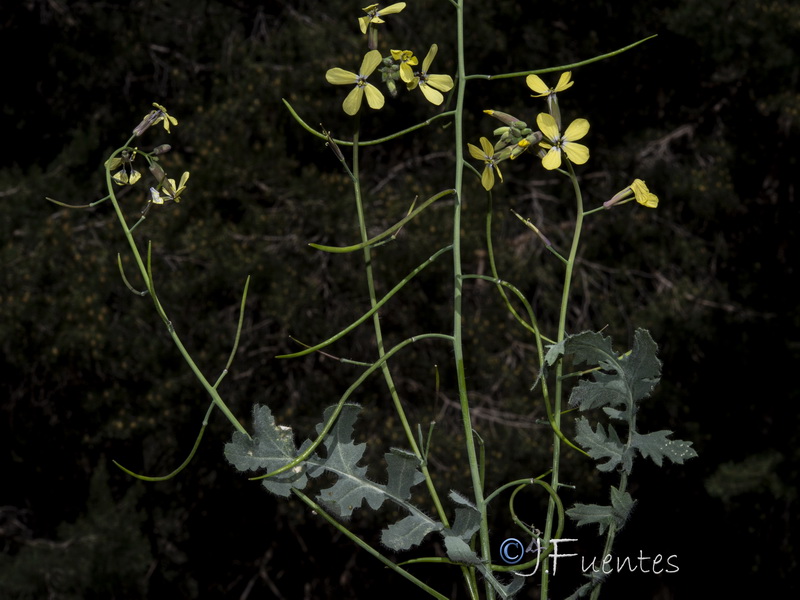 Coincya monensis cheiranthos.22