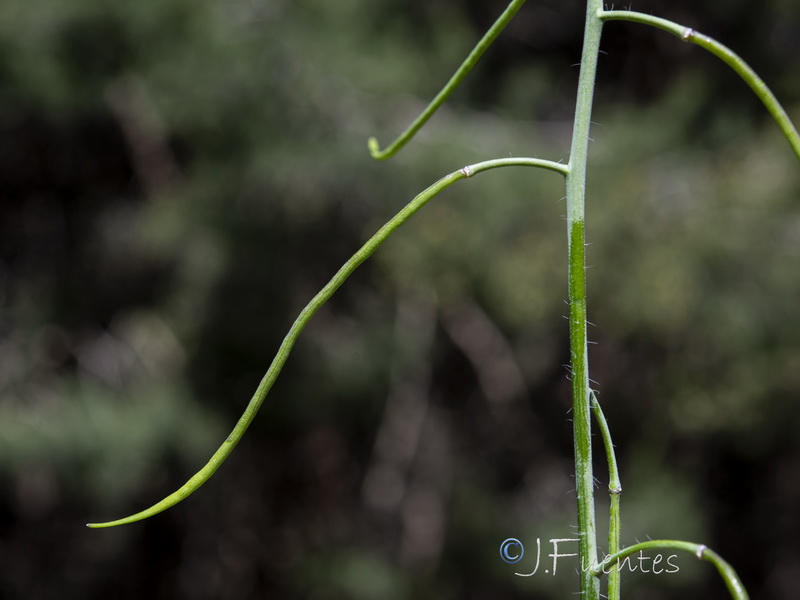 Coincya monensis cheiranthos.23