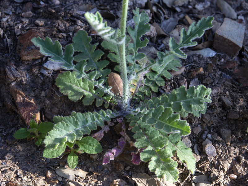 Coincya monensis cheiranthos.04