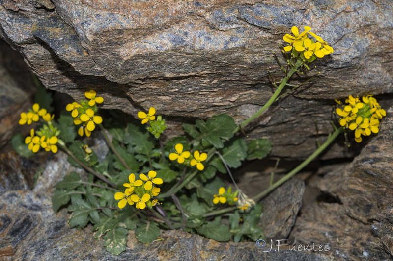 Coincya monensis nevadensis.02