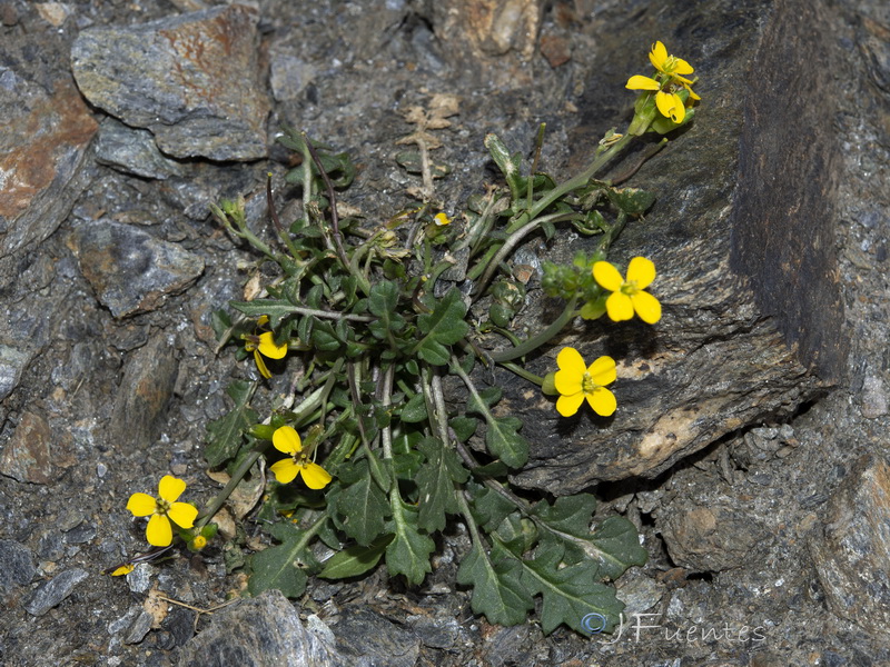 Coincya monensis nevadensis.04