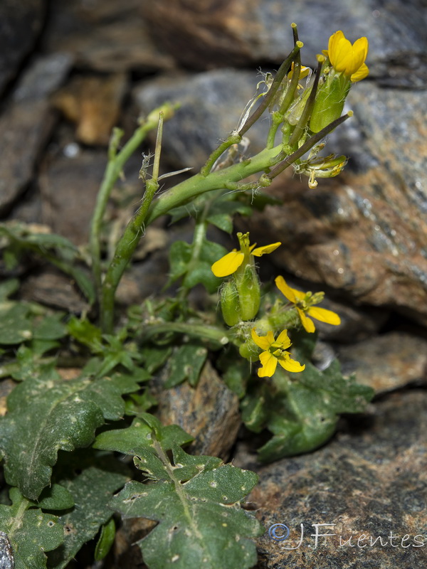 Coincya monensis nevadensis.05