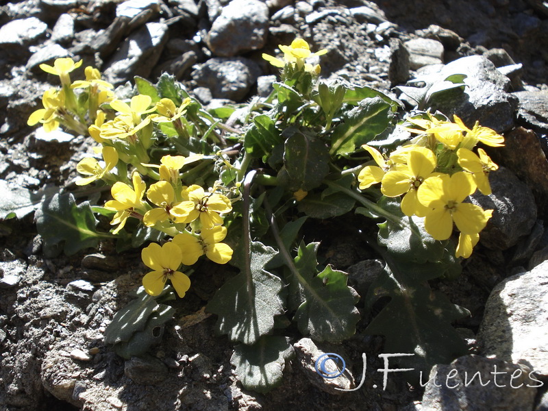 Coincya monensis nevadensis.06