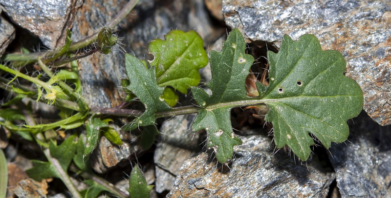 Coincya monensis nevadensis.09