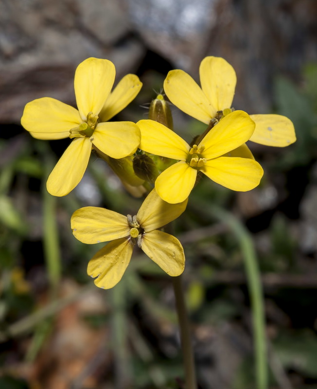 Coincya monensis nevadensis.16