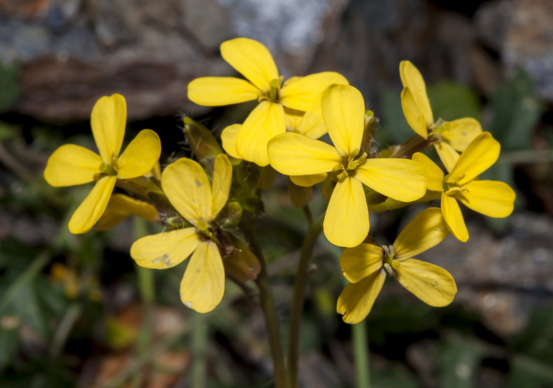 Coincya monensis nevadensis.18