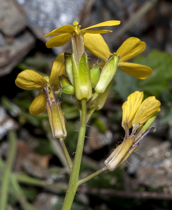 Coincya monensis nevadensis.25