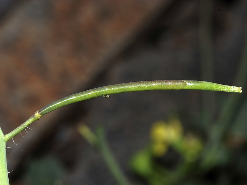 Coincya monensis nevadensis.29