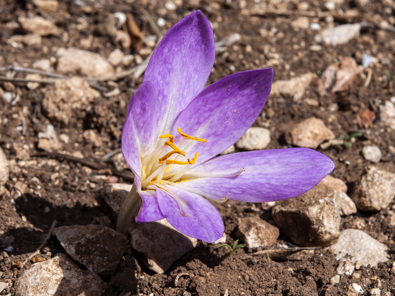 Colchicum lusitanicum.03