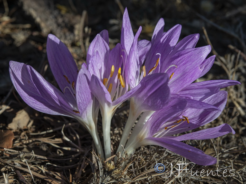 Colchicum lusitanicum.12