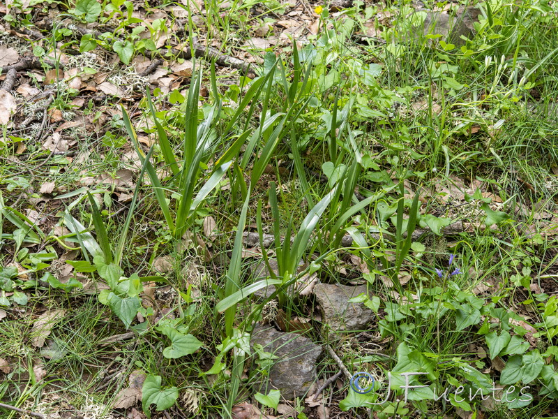 Colchicum lusitanicum.18