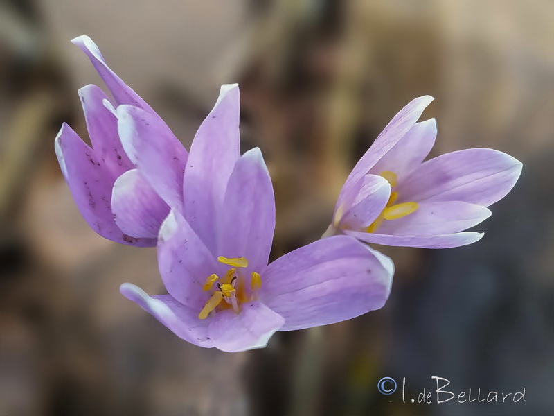 Colchicum multiflora.05