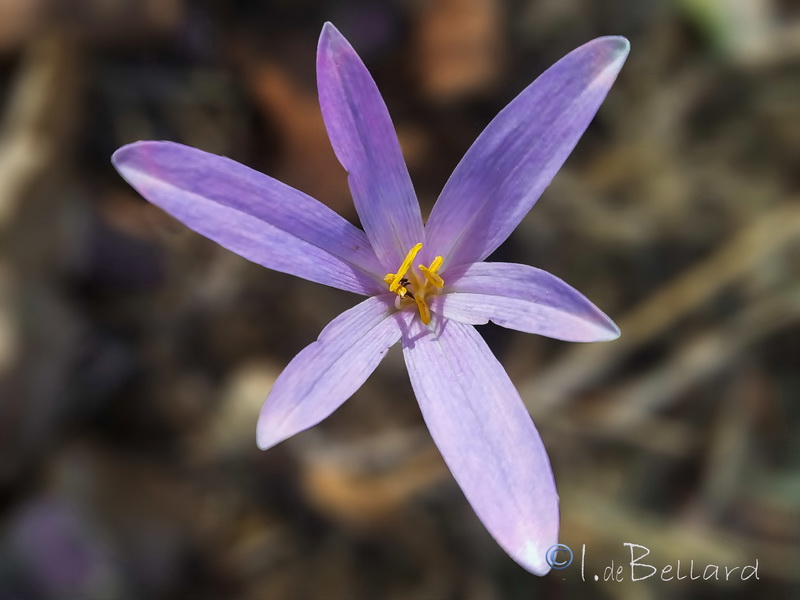 Colchicum multiflora.06