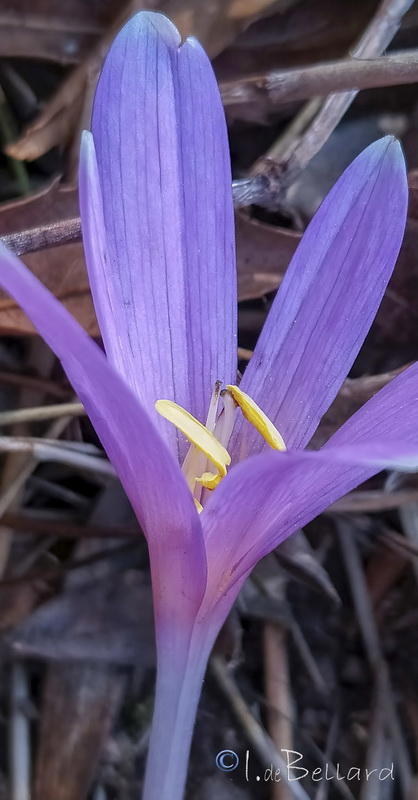 Colchicum multiflora.07