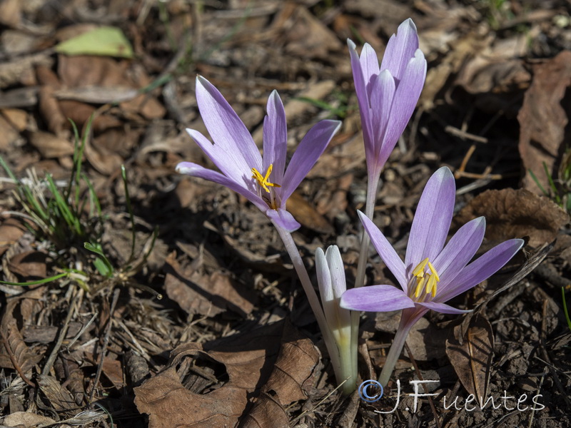 Colchicum multiflora.11