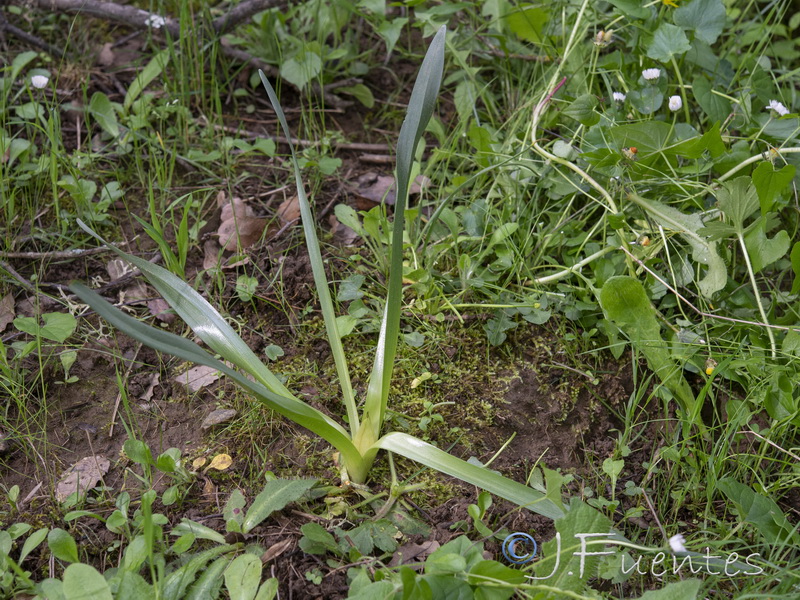 Colchicum multiflora.13