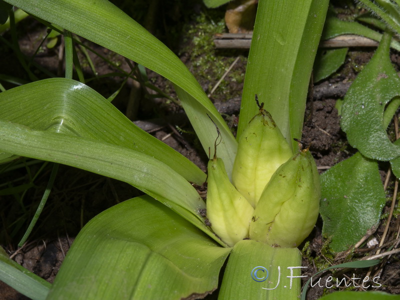 Colchicum multiflora.03
