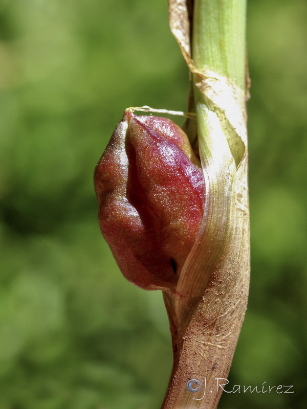 Colchicum multiflora.27