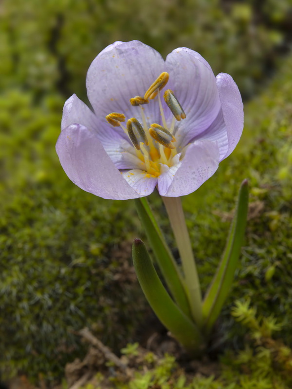 Colchicum tryphillum.15