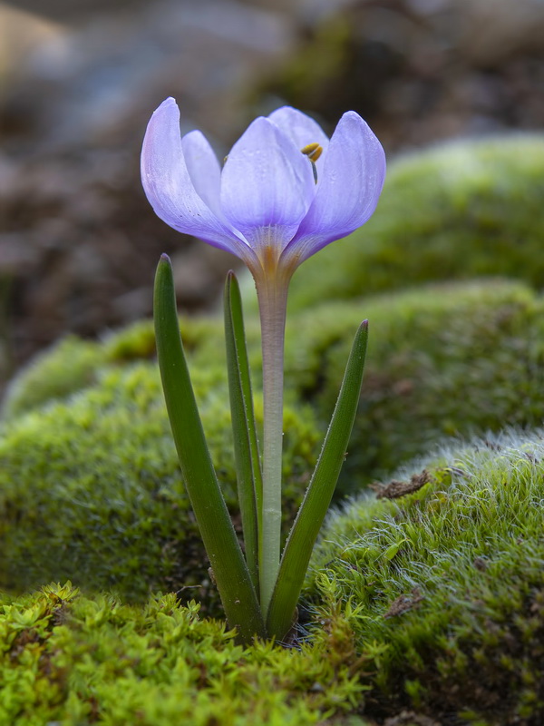 Colchicum tryphillum.16