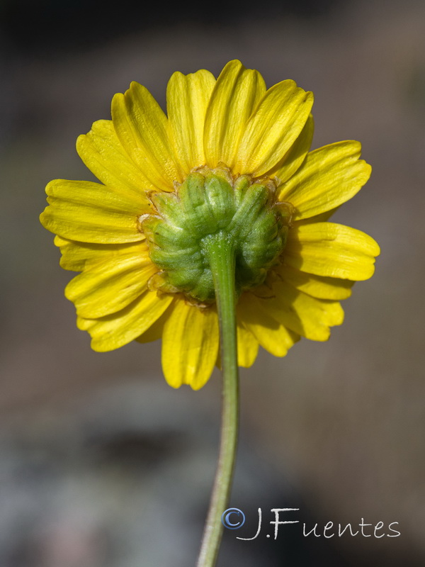 Coleostephus myconis.02