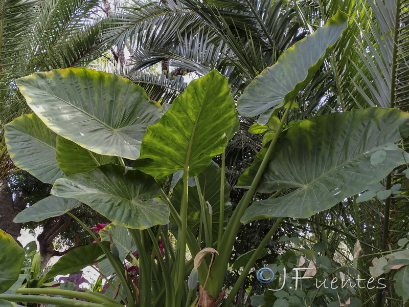 Colocasia esculenta.02