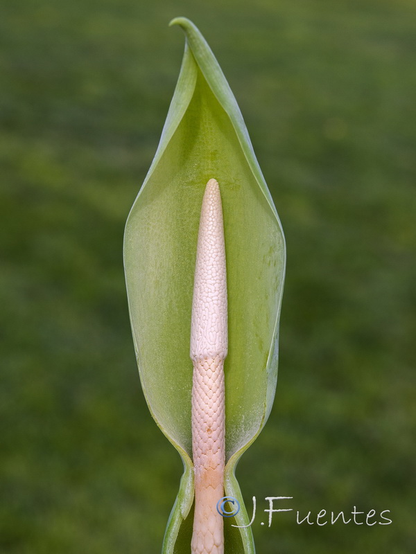 Colocasia esculenta.05