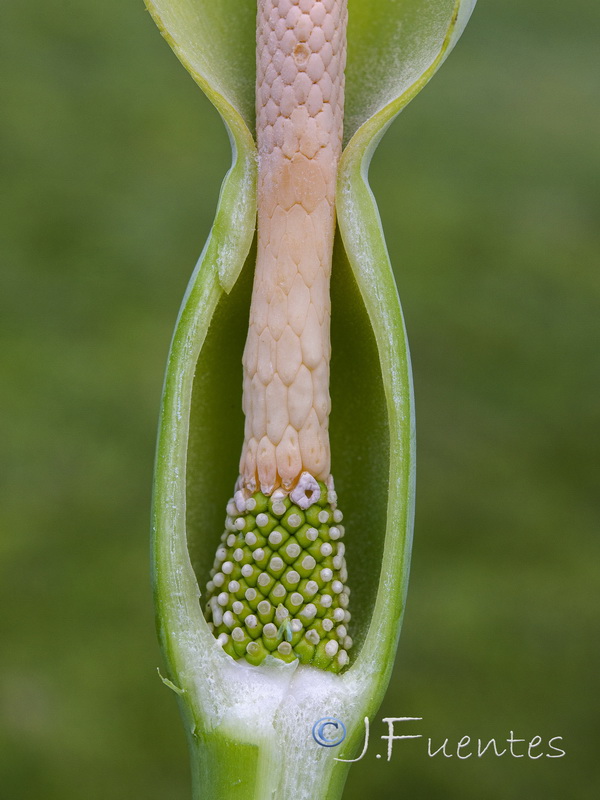 Colocasia esculenta.06
