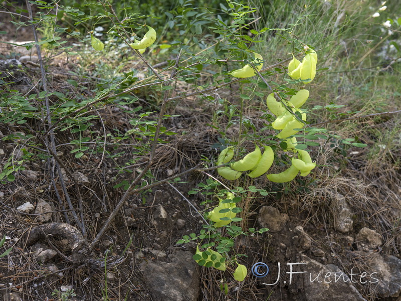 Colutea brevialata.01