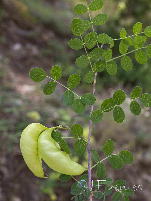 Colutea brevialata.02