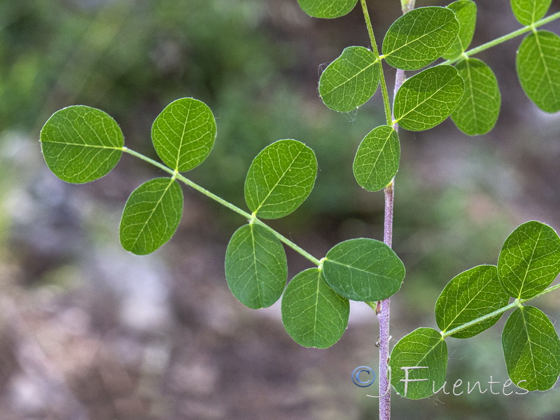 Colutea brevialata.03