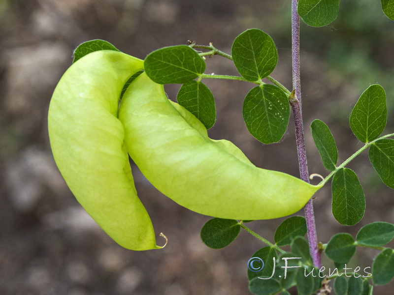 Colutea brevialata.05