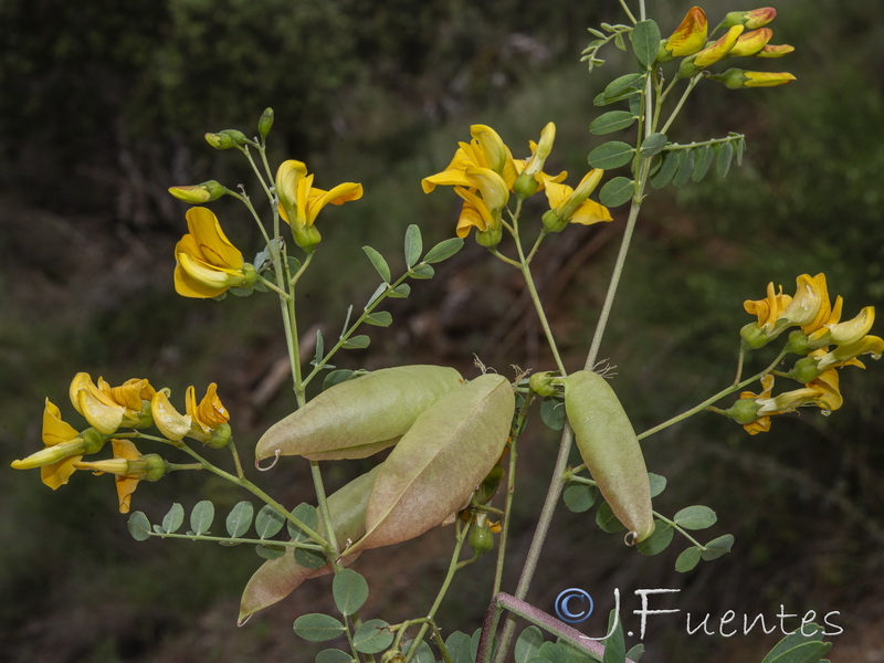 Colutea hispanica.21