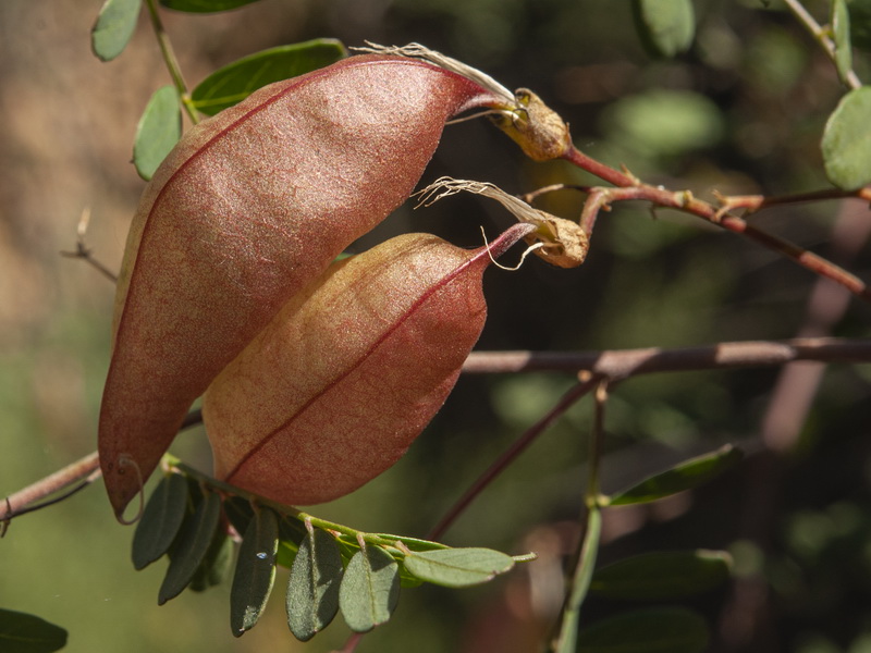 Colutea hispanica.23