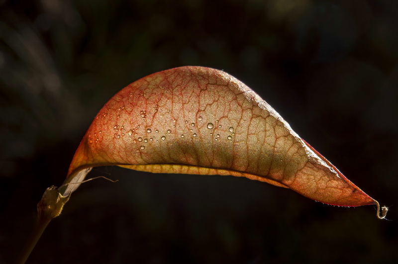 Colutea hispanica.24