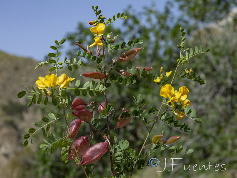 Colutea hispanica.22