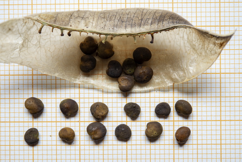 Colutea hispanica