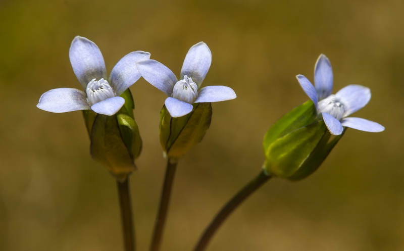 Comastoma tenellum.05