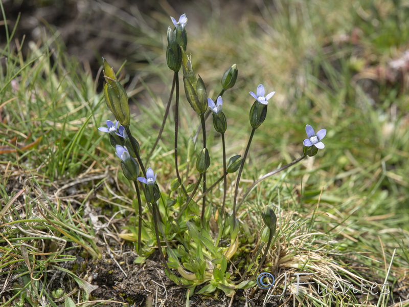 Comastoma tenellum.01