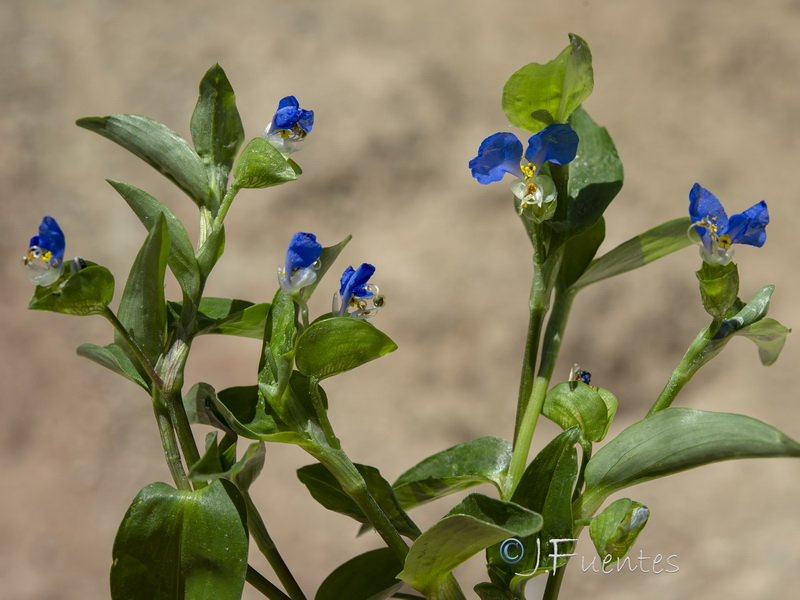 Commelina erecta.01