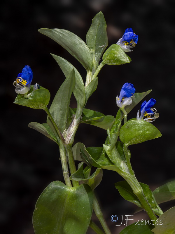Commelina erecta.03