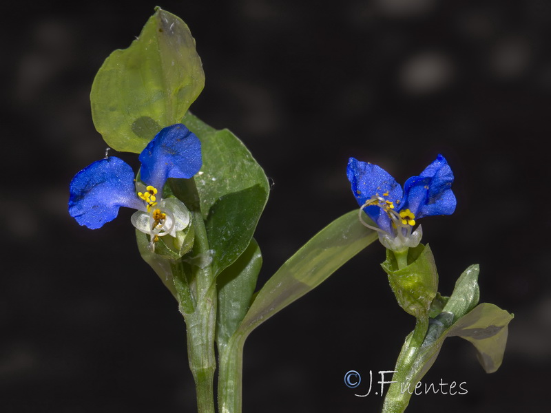 Commelina erecta.04