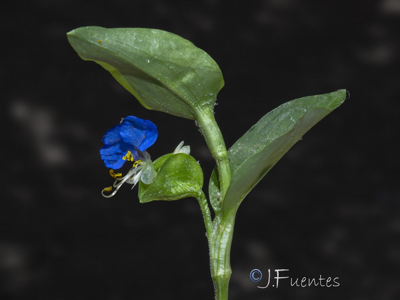 Commelina erecta.07