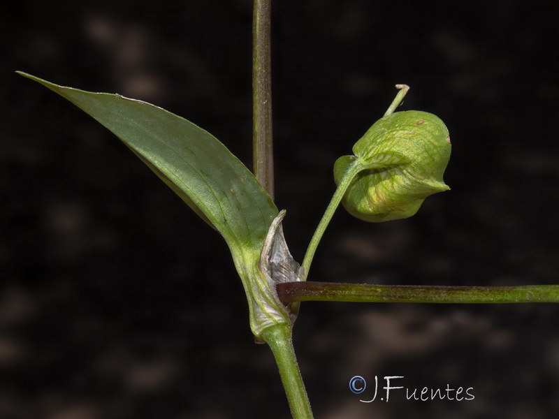 Commelina erecta.08