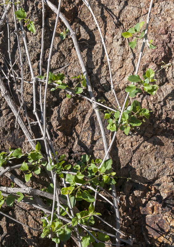 Commicarpus africanus.01