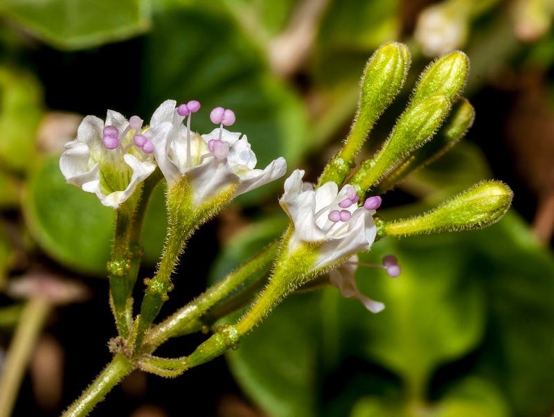 Commicarpus africanus.03